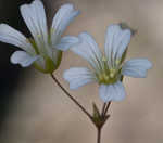 Pitcher's stitchwort